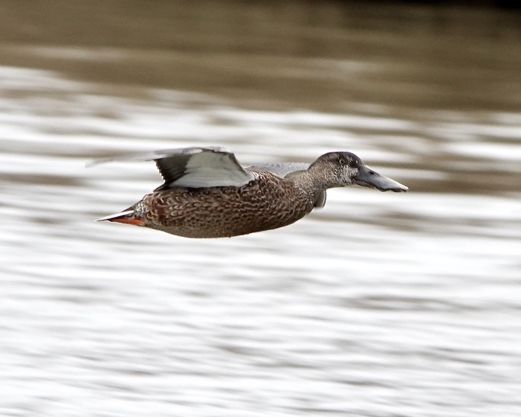 shoveler